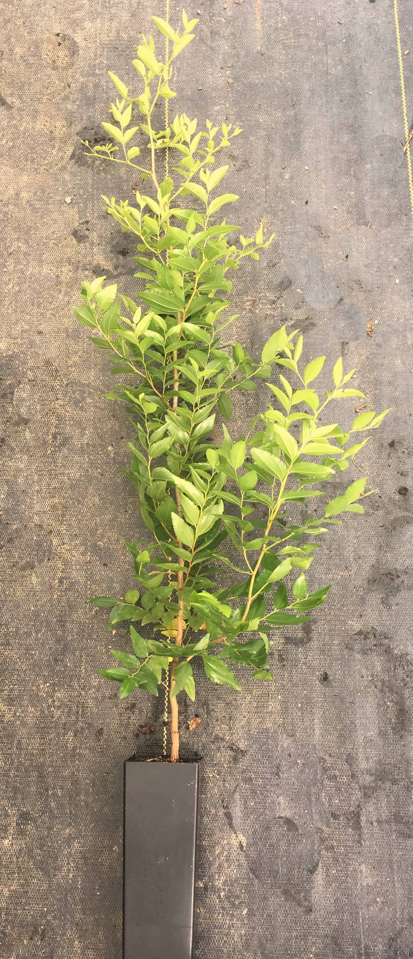 Jujube 2- Year Seedlings - Zizyphus spinosa NATURALLY GROWN