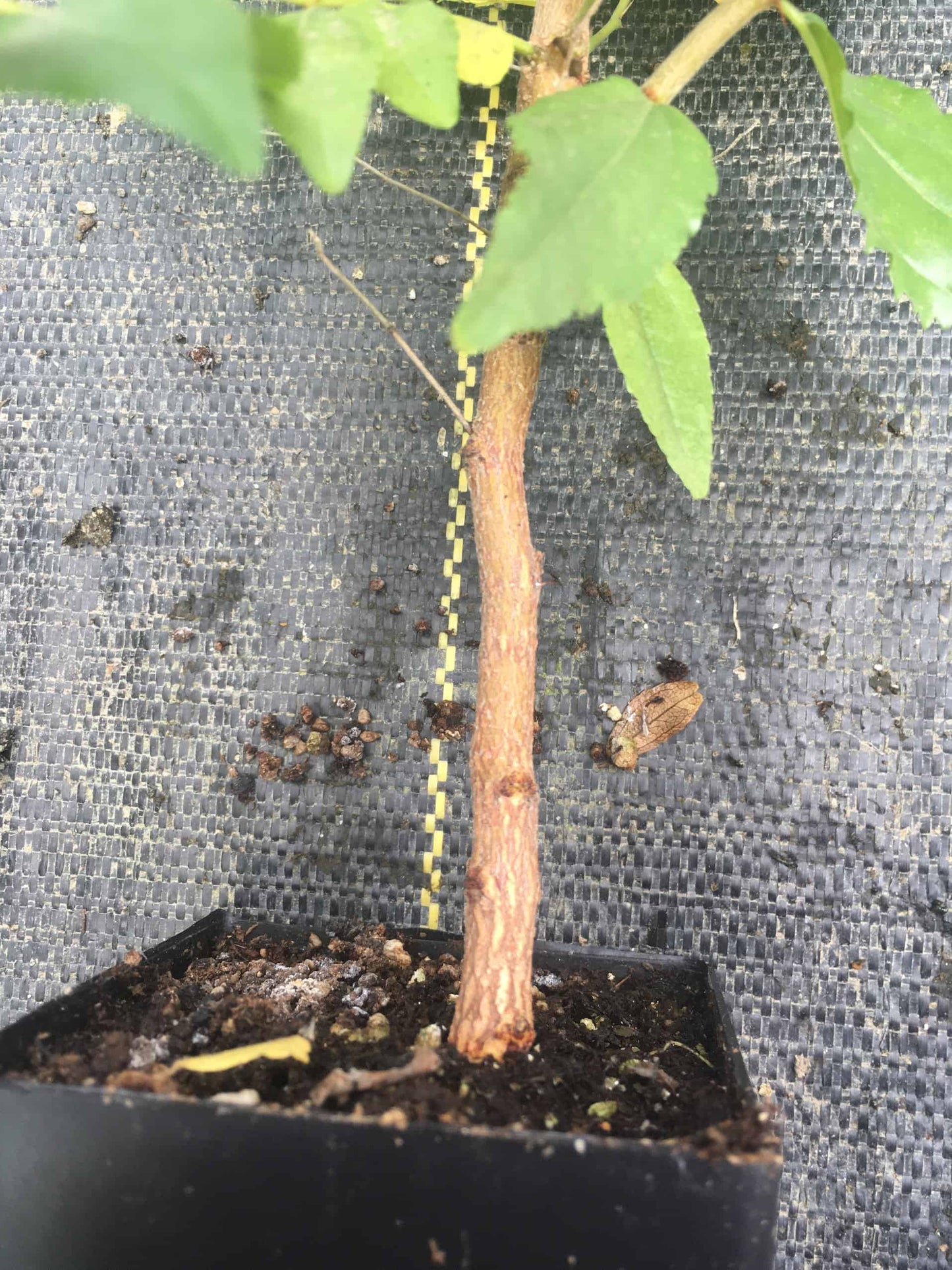Jujube 2- Year Seedlings - Zizyphus spinosa NATURALLY GROWN