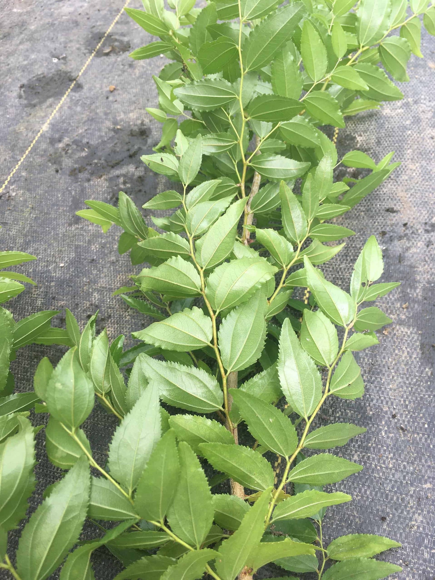 Jujube 2- Year Seedlings - Zizyphus spinosa NATURALLY GROWN