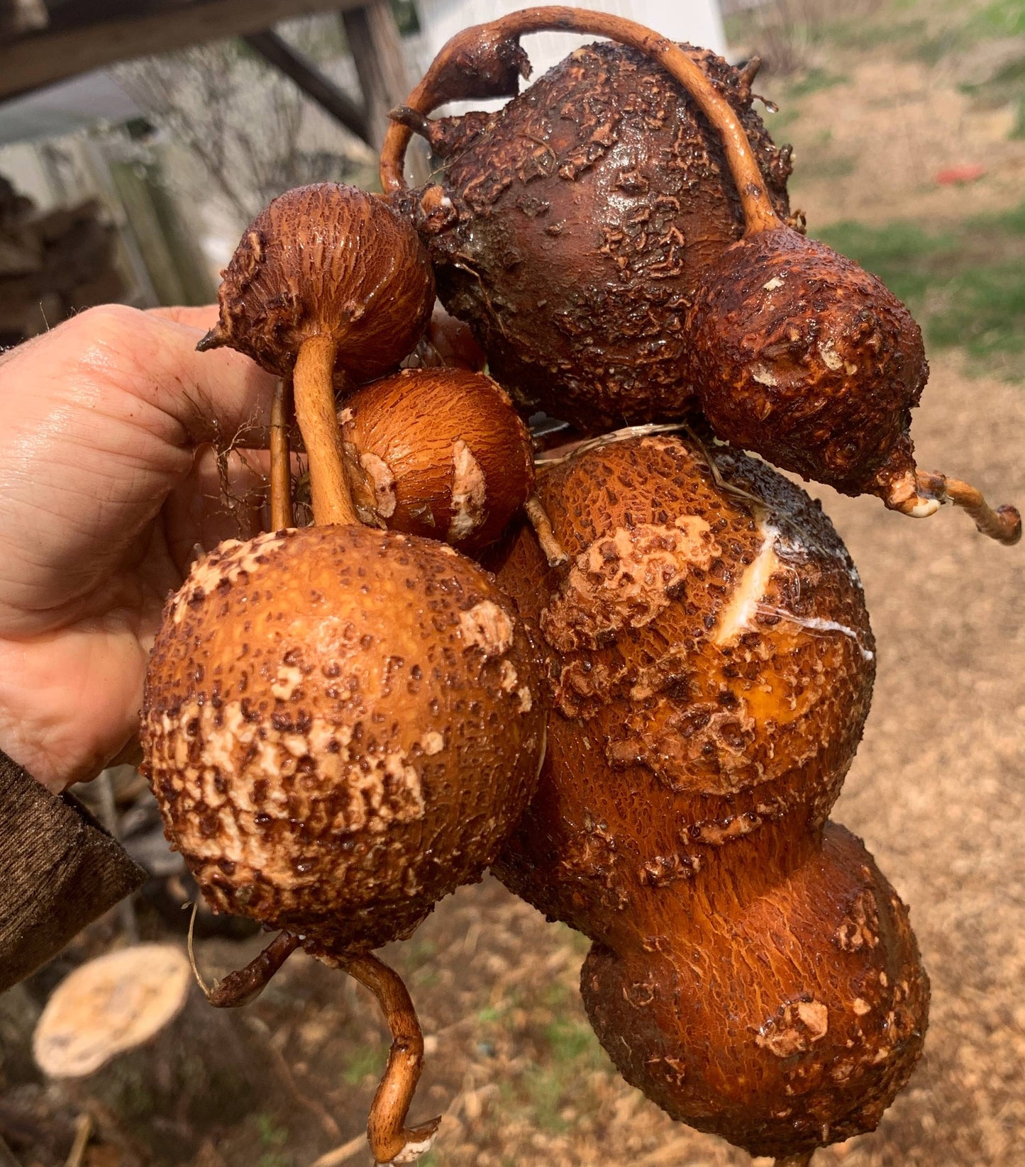 LSU Groundnut Tubers- Apios americana - NATURALLY GROWN