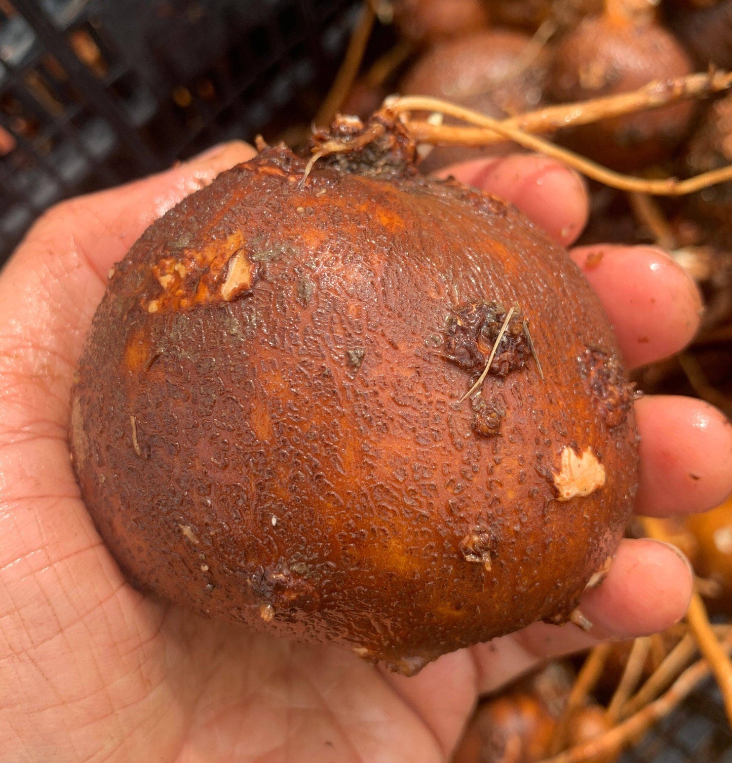 LSU Groundnut Tubers- Apios americana - NATURALLY GROWN
