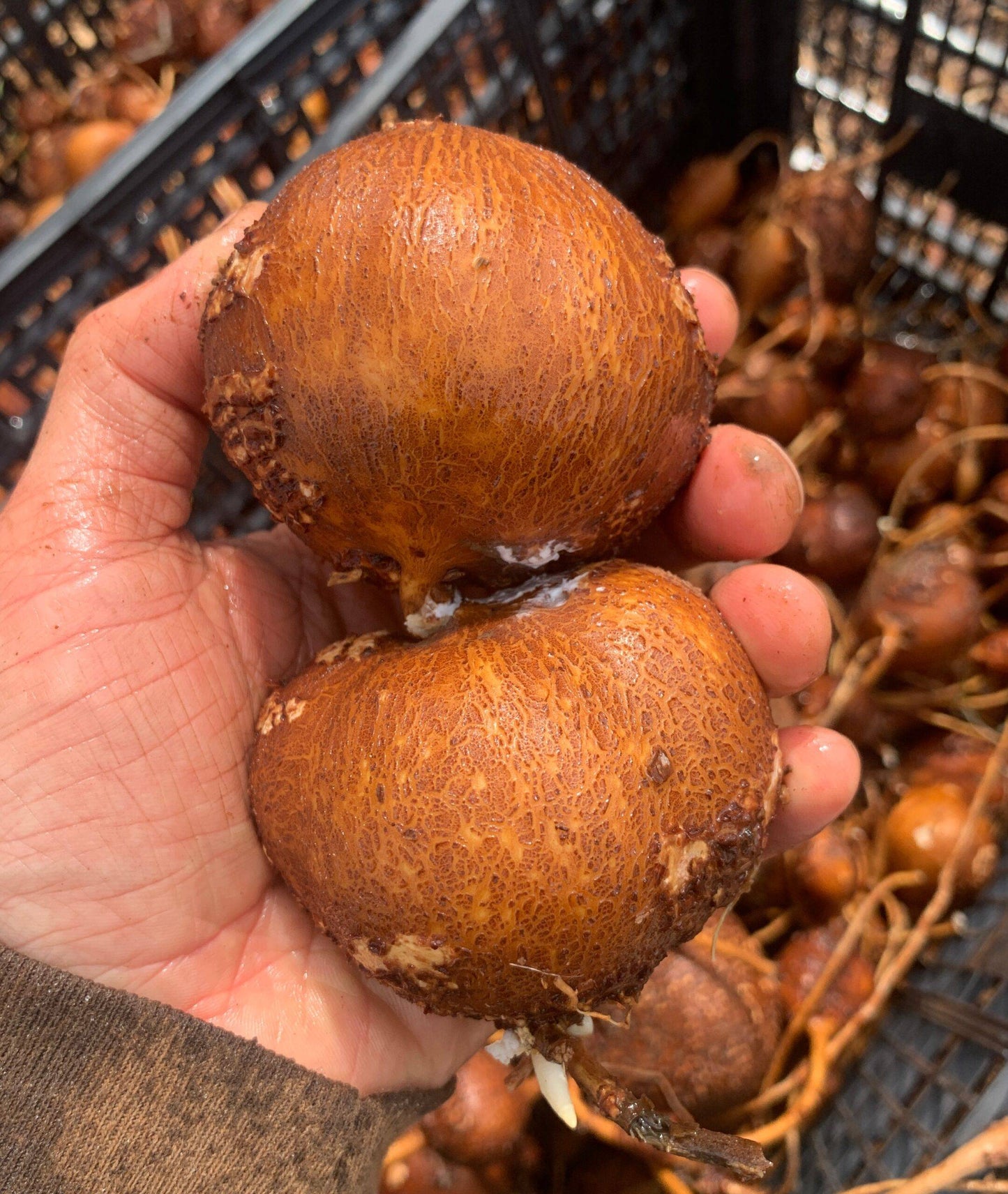 LSU Groundnut Tubers- Apios americana - NATURALLY GROWN