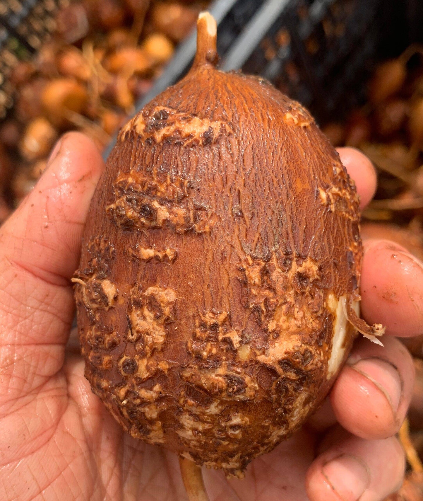 LSU Groundnut Tubers- Apios americana - NATURALLY GROWN