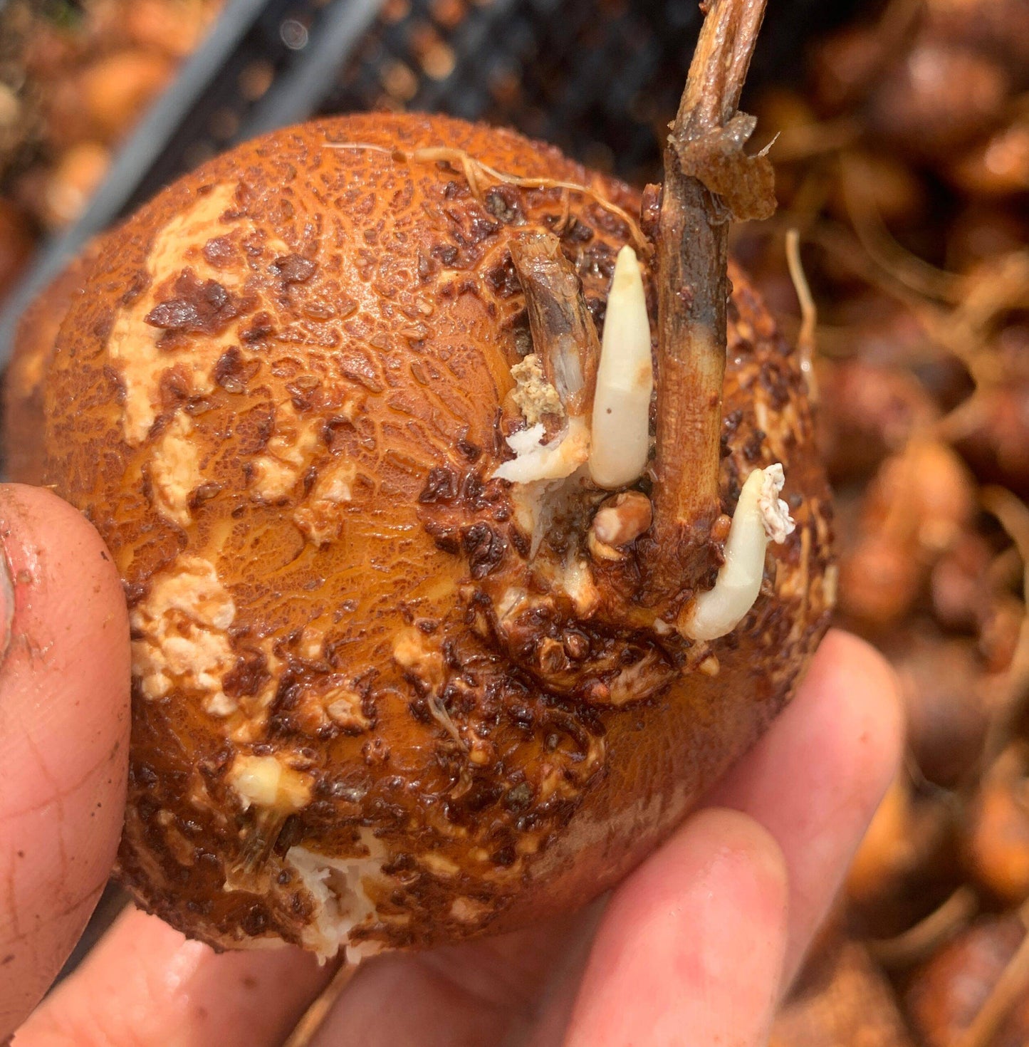 LSU Groundnut Tubers- Apios americana - NATURALLY GROWN