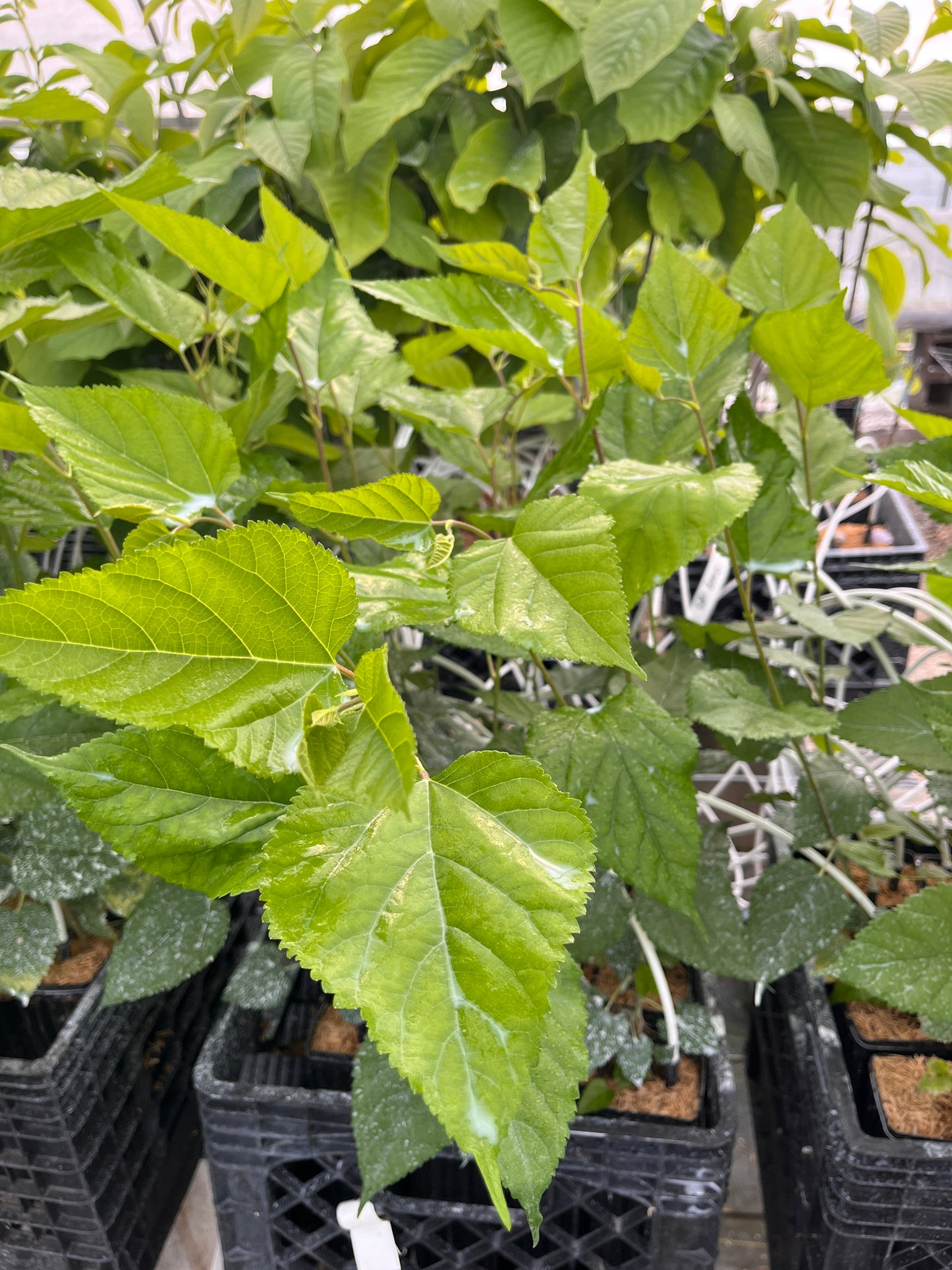 Mojo® DWARF Mulberry Tree | Naturally Grown