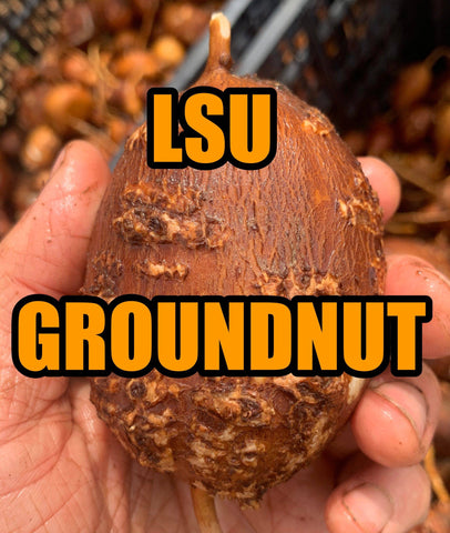 LSU Groundnut Tubers- Apios americana - NATURALLY GROWN