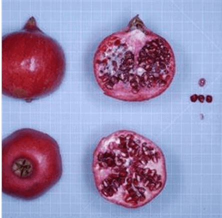 Medovyi Vasha Pomegranate - NATURALLY GROWN