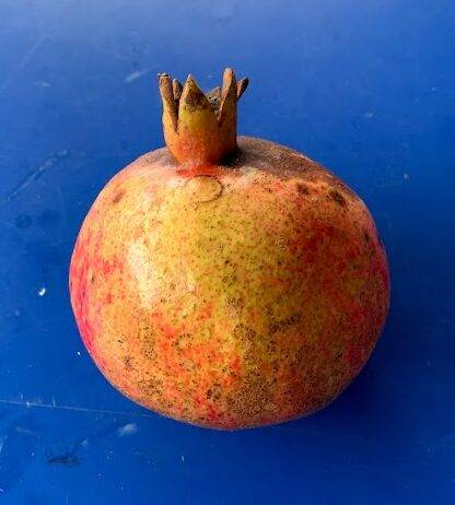 Medovyi Vasha Pomegranate - NATURALLY GROWN