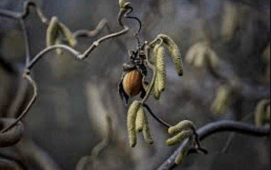 Native Hazelnut | Peaceful Heritage Nursery