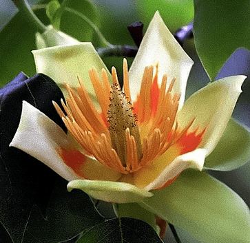 Tulip Poplar