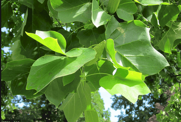 Tulip Poplar