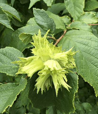 Native Hazelnut | Peaceful Heritage Nursery