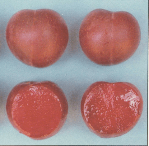 AU Roadside Plum