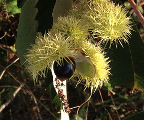 Allegheny Chinkapin - Dwarf Chestnut (Castanea pumila)