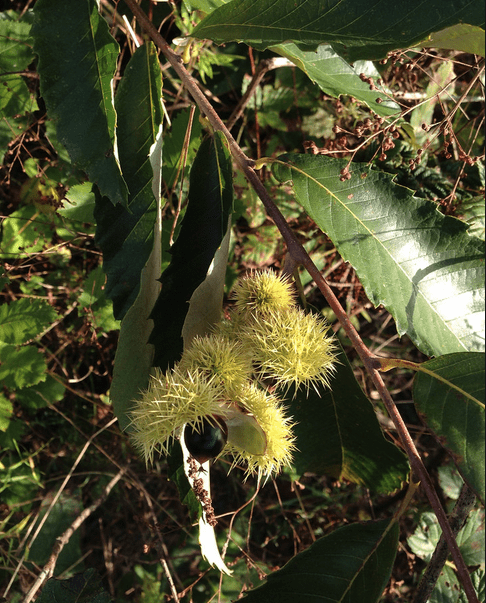 Allegheny Chinkapin - Dwarf Chestnut (Castanea pumila)