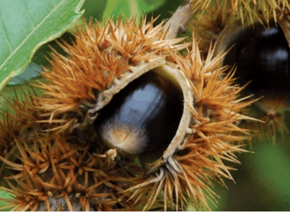 Allegheny Chinkapin - Dwarf Chestnut (Castanea pumila)