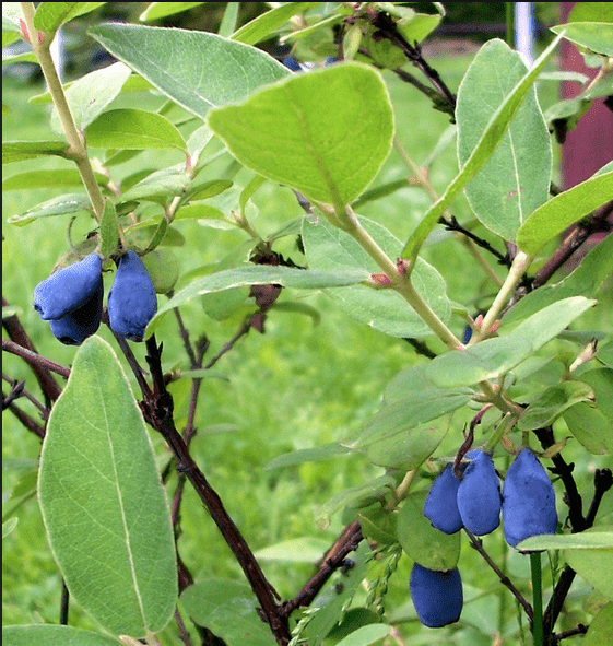 Tundra Honeyberry