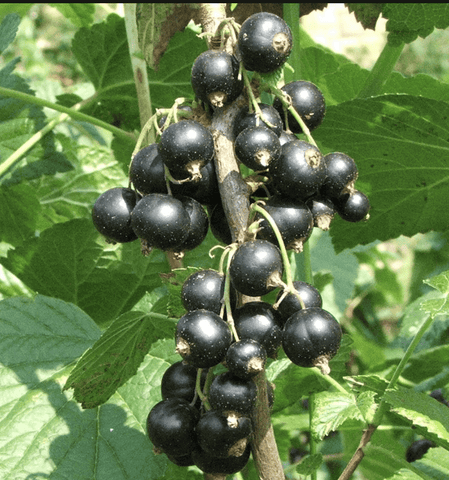 Hill's Kiev Black Currant - NEW!!!