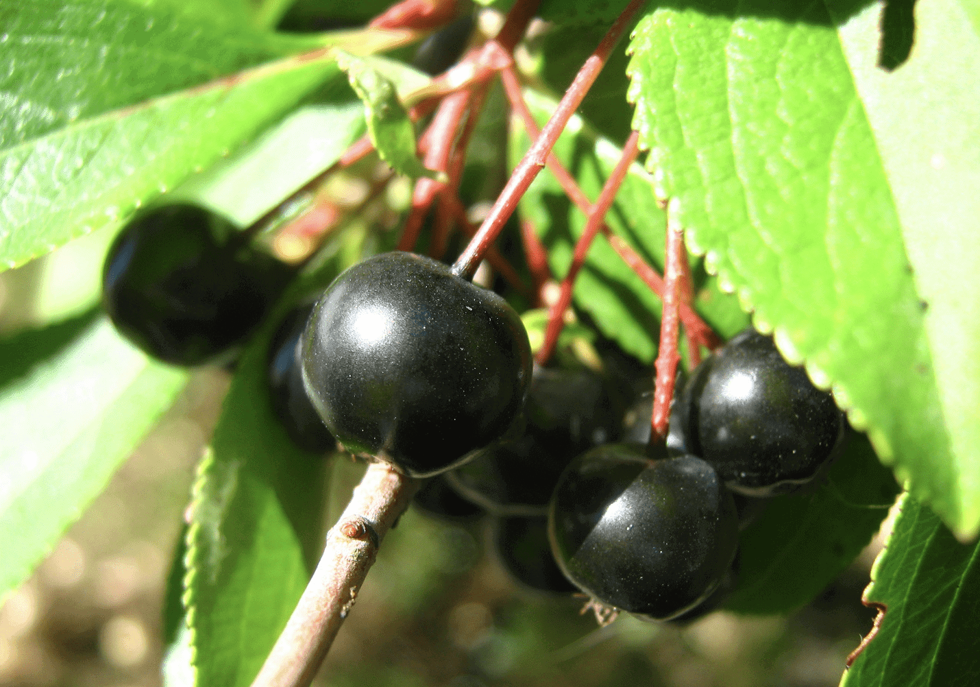 Nero (Dwarf) Aronia