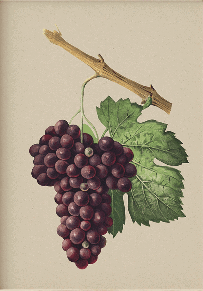 Munson Grape Cuttings Bundles | Peaceful Heritage Nursery