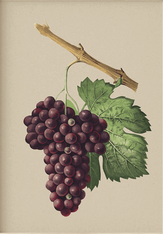 Munson Grape Cuttings Bundles | Peaceful Heritage Nursery