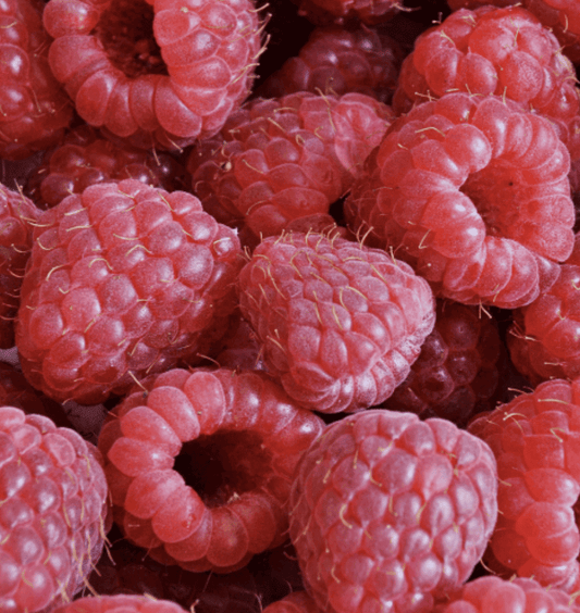 Nova Cold Hardy Red Raspberry Bundles