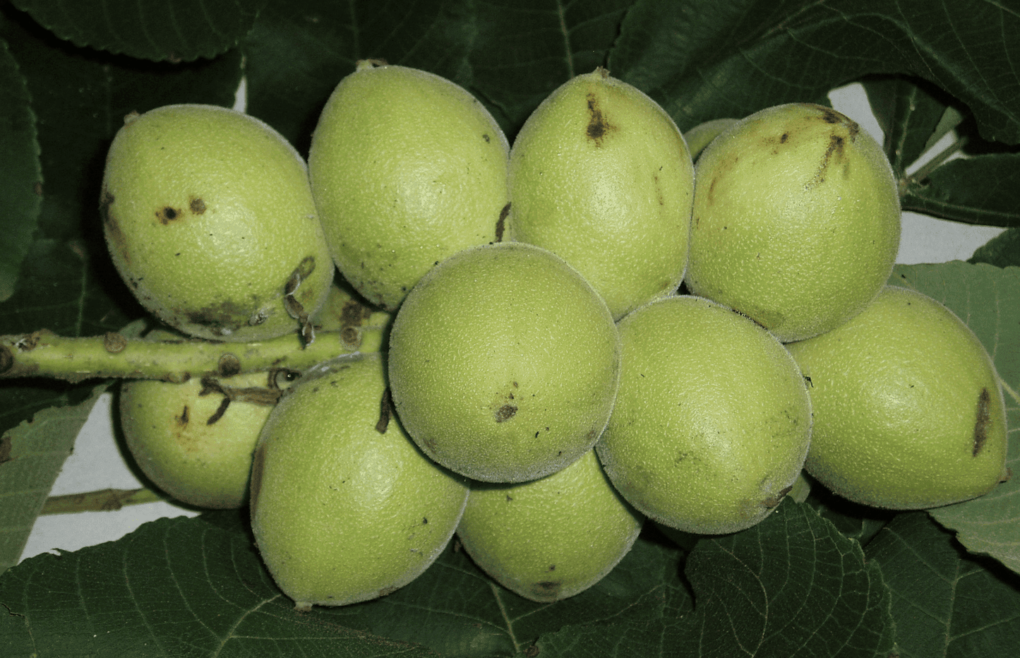 Heartnut Seedlings | Peaceful Heritage Nursery