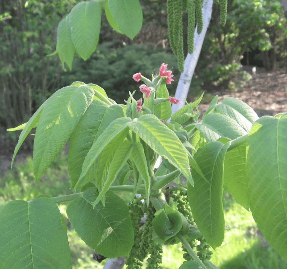 Heartnut Seedlings | Peaceful Heritage Nursery