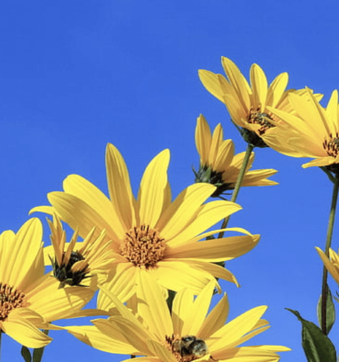 Jersusalem Artichoke Plants Sunchoke Yellow | Peaceful Heritage Nursery
