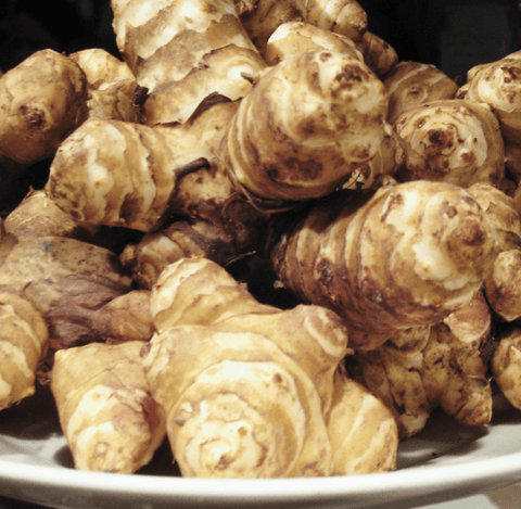 Jersusalem Artichoke Plants Sunchoke Yellow | Peaceful Heritage Nursery