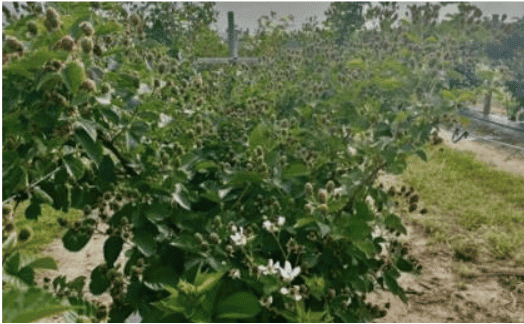 Immaculate Blackberry - New !
