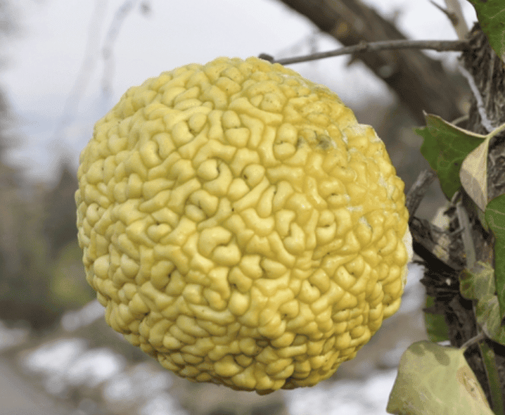 Osage Orange Hedge Apple | Peaceful Heritage Nursery