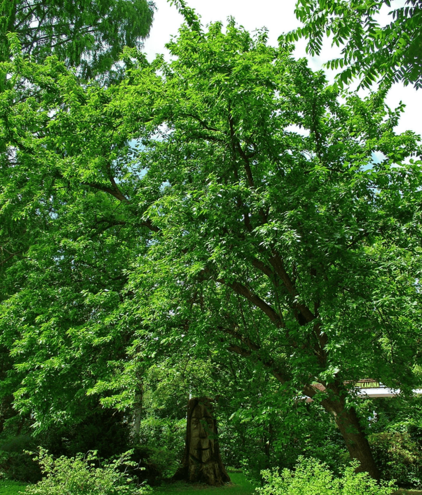 Osage Orange Hedge Apple | Peaceful Heritage Nursery
