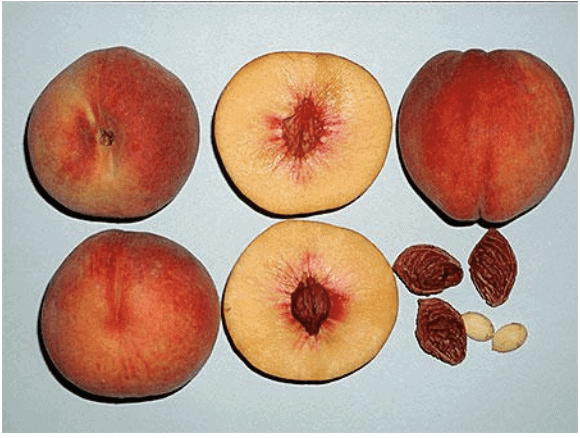 Messina Peach | Peaceful Heritage Nursery