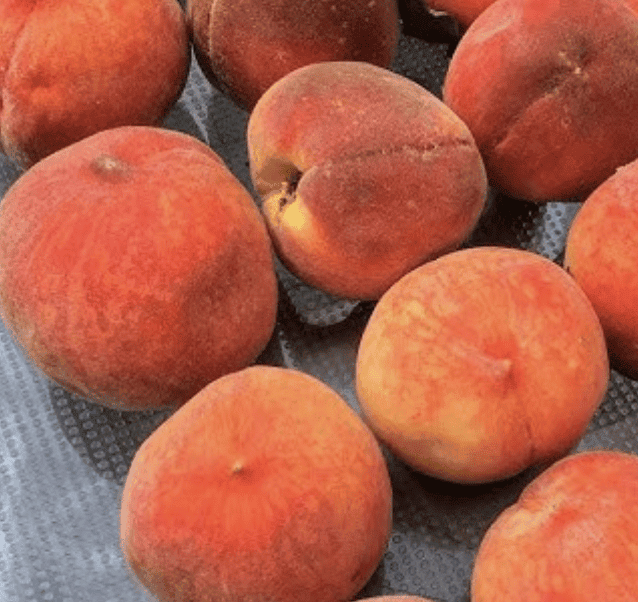 Sweet Joe Peach | Peaceful Heritage Nursery