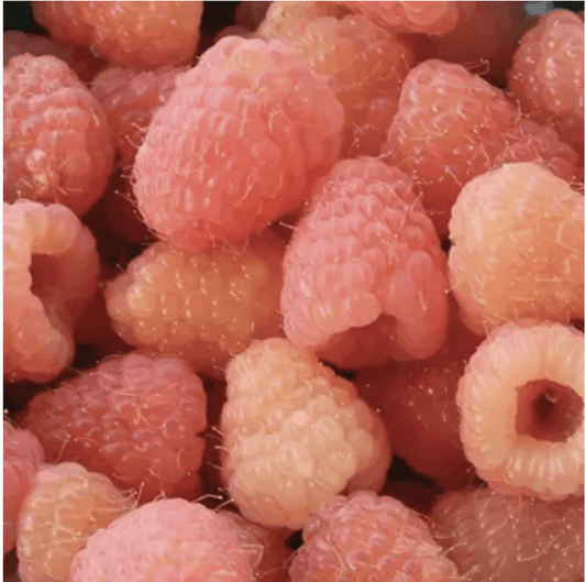 Double Gold Yellow Raspberry Bundles | Peaceful Heritage Nursery