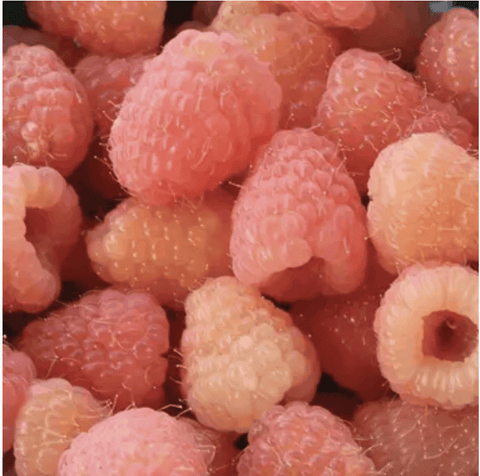 Double Gold Yellow Raspberry Bundles - NEW!!!