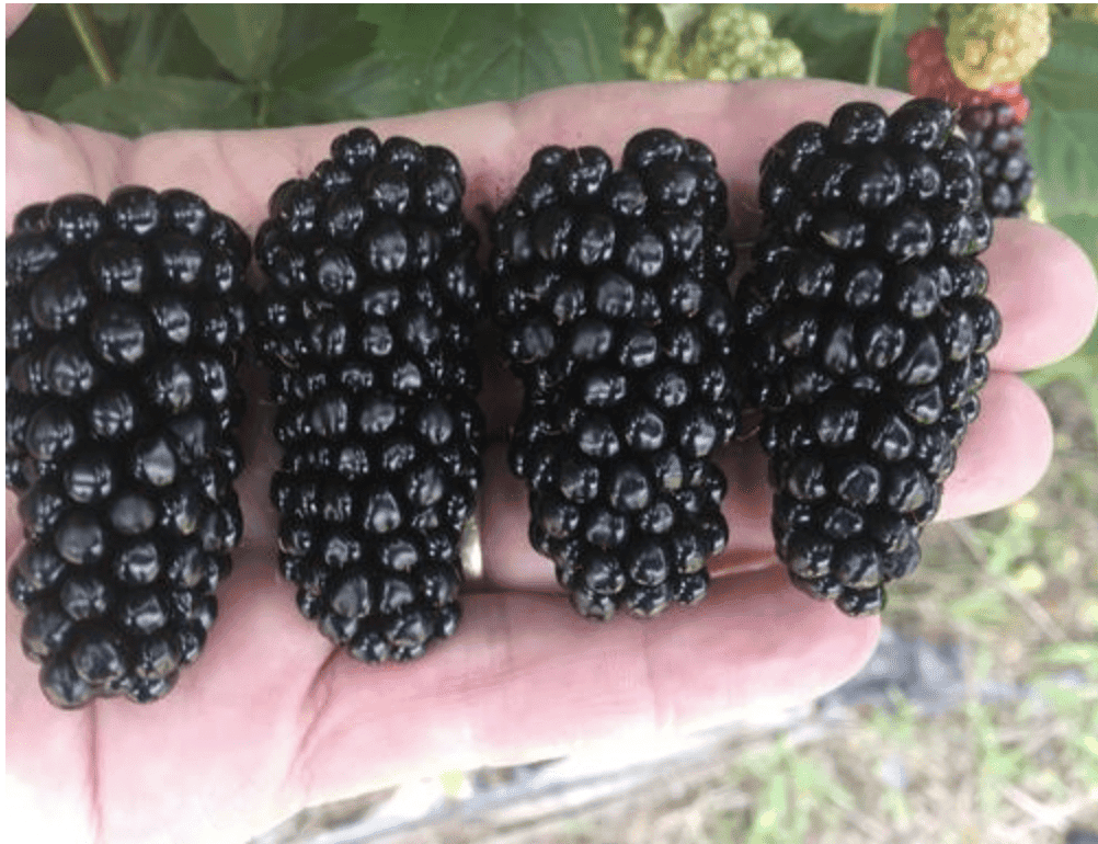 Big Daddy TM Blackberry - New !