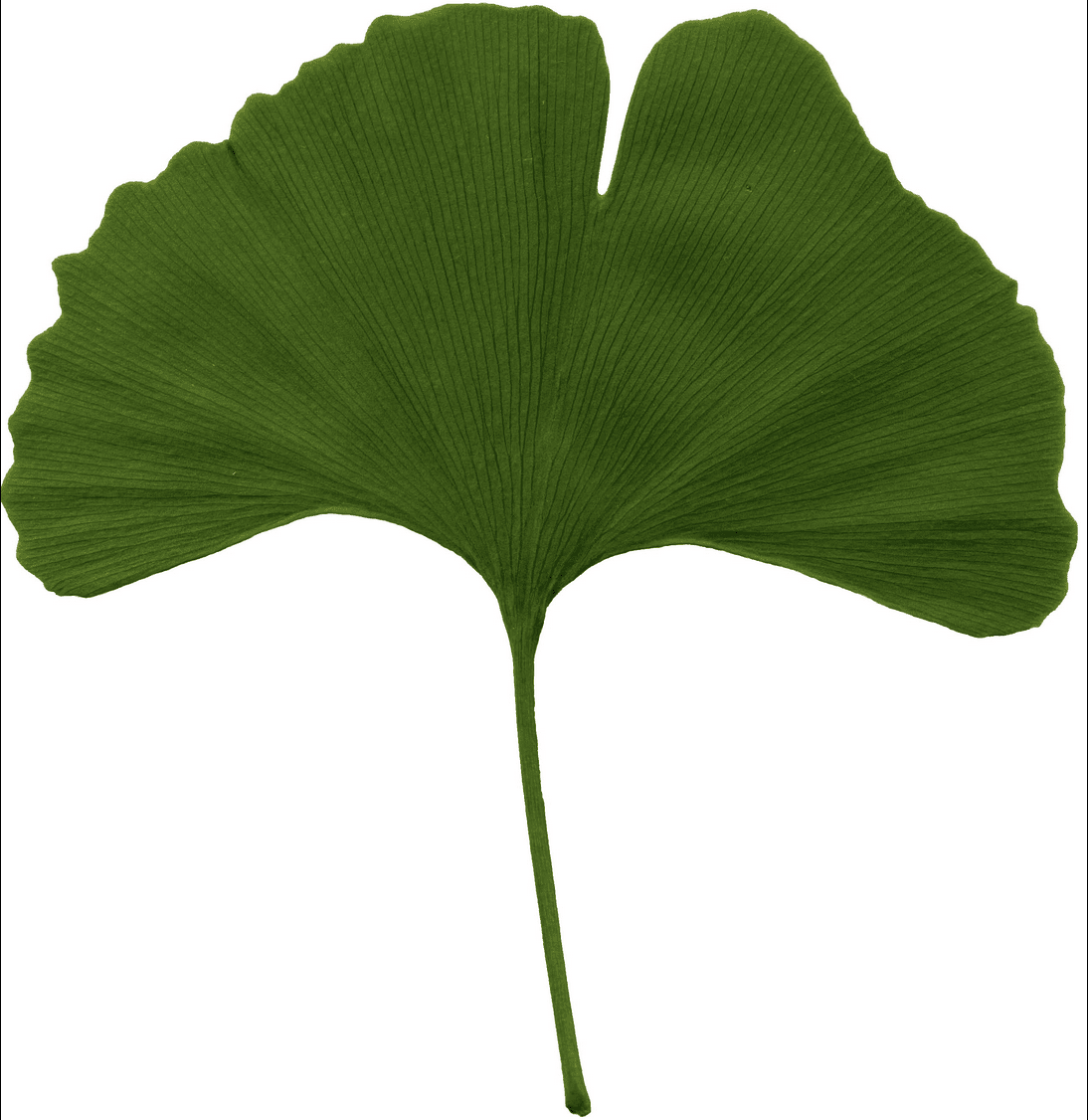 Gingko Biloba | Peaceful Heritage Nursery