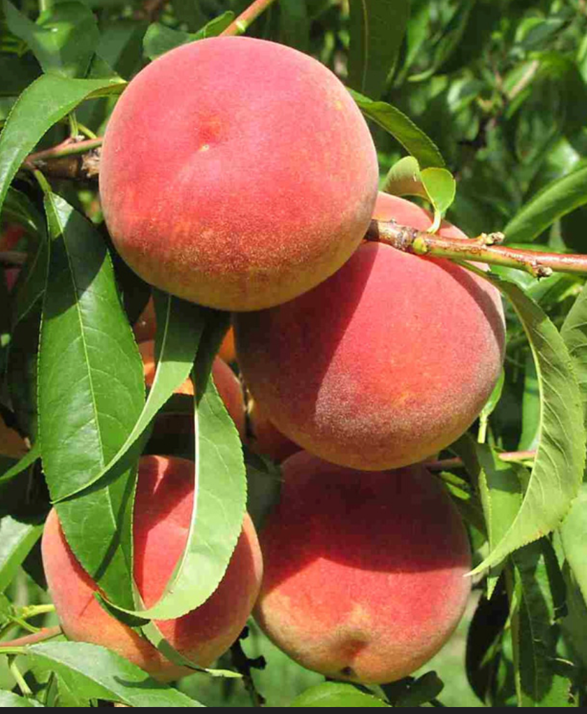Victoria® Peach | Peaceful Heritage Nursery