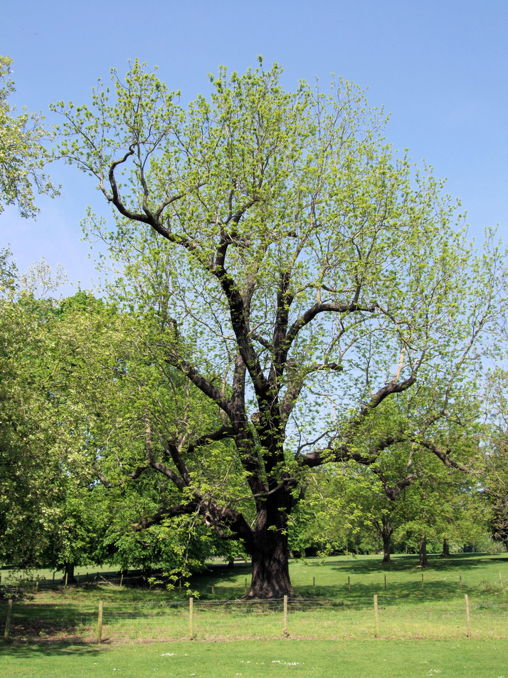Black Walnut Tree Juglans Nigra | Peaceful Heritage Nursery