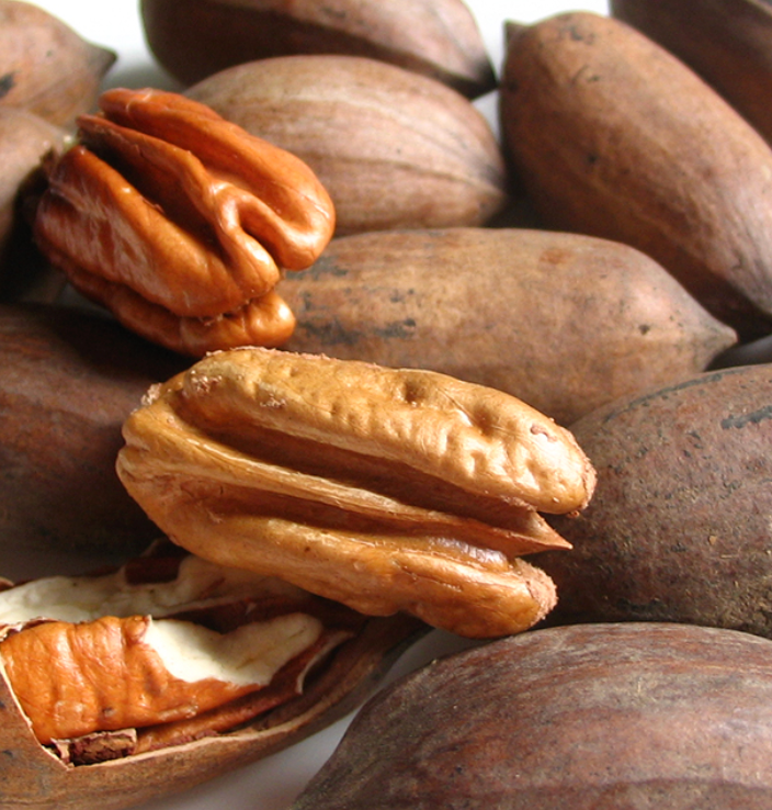 Pecan Tree Seedlings | Peaceful Heritage Nursery