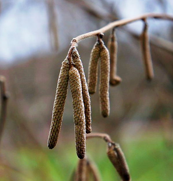 Native Hazelnut Seedlings | Peaceful Heritage Nursery