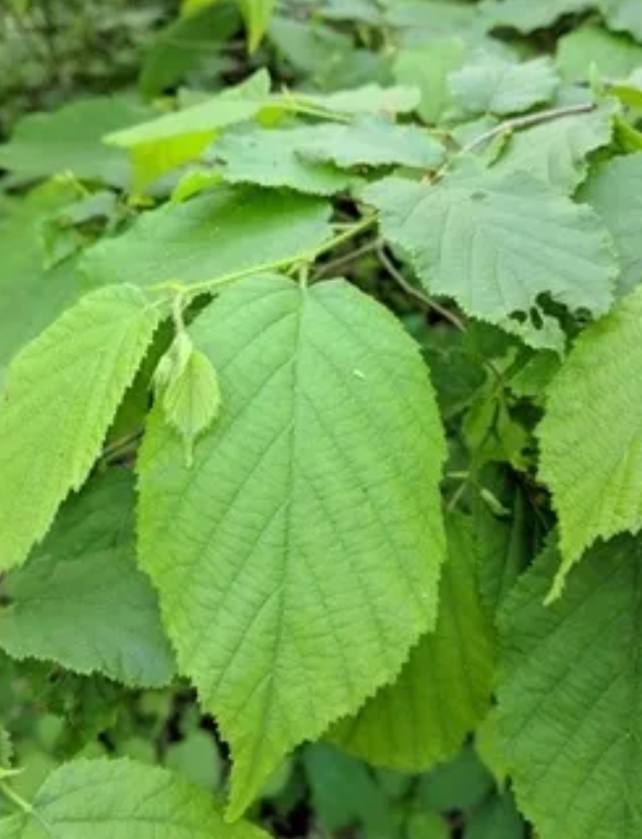 Native Hazelnut Seedlings | Peaceful Heritage Nursery