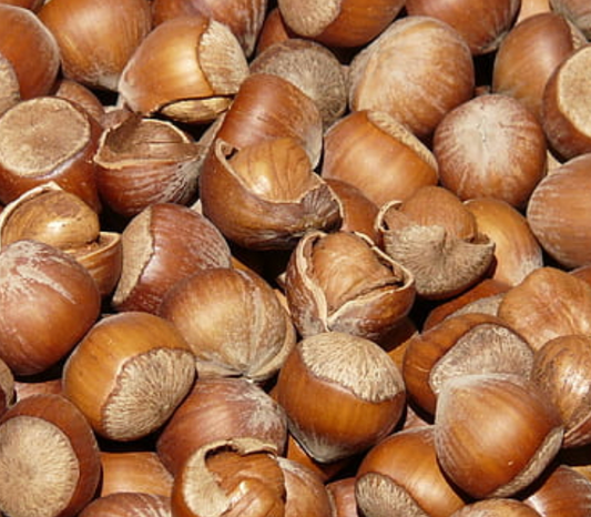 Native Hazelnut Seedlings | Peaceful Heritage Nursery