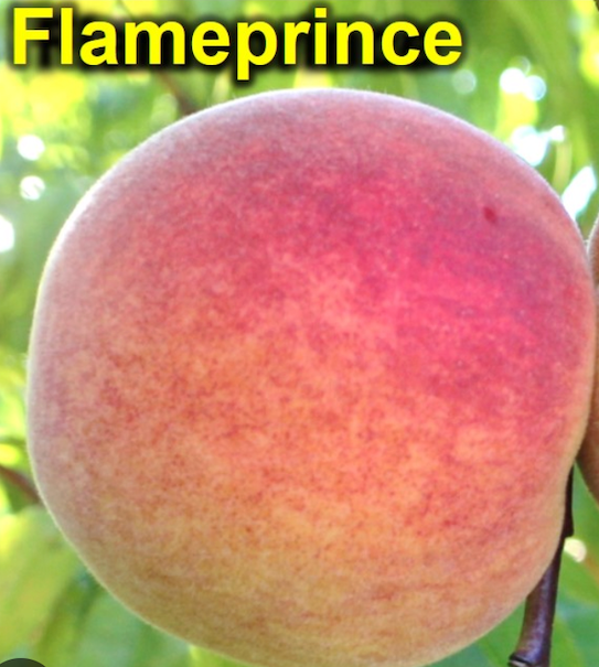 Flameprince Peach | Peaceful Heritage Nursery