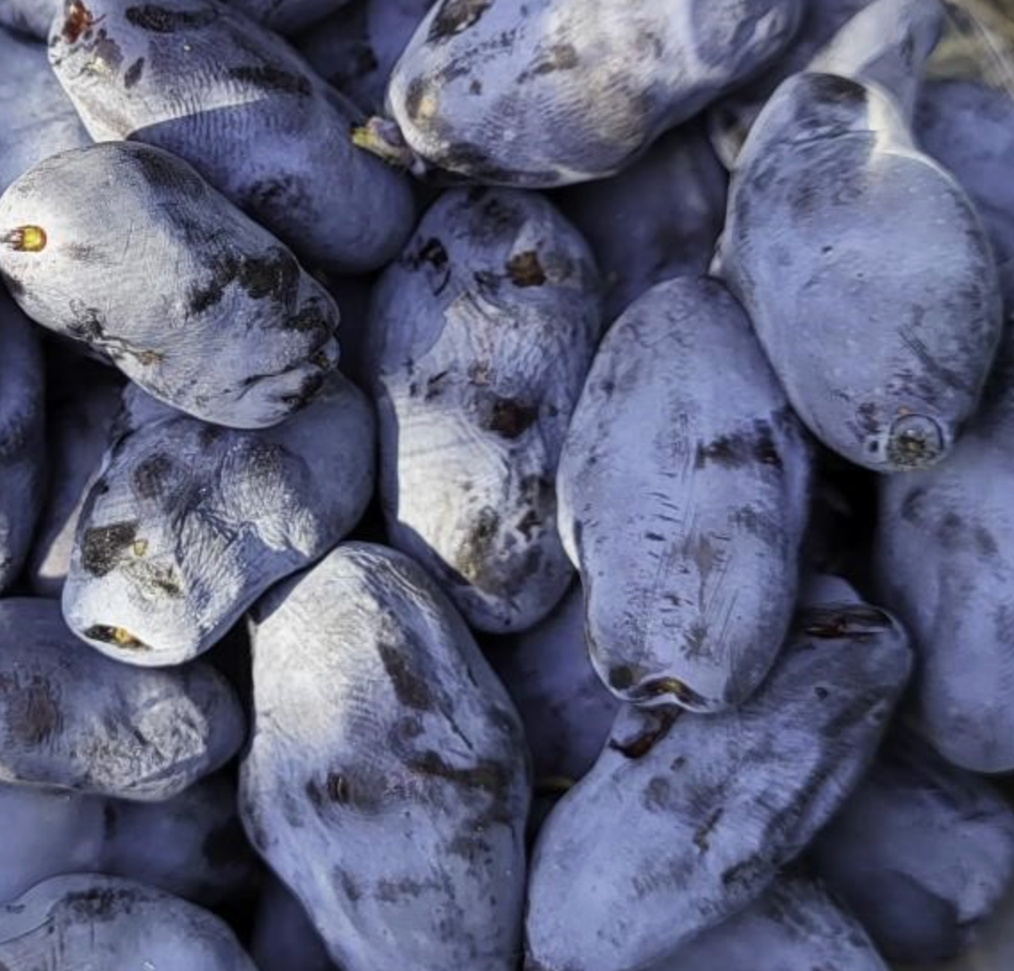 Boreal Bliss Honeyberry | Peaceful Heritage Nursery