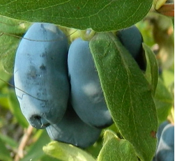 Boreal Beast Honeyberry | Peaceful Heritage Nursery