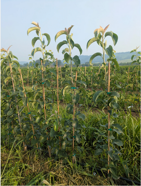 Tsu Li Asian Pear - NEW!!!