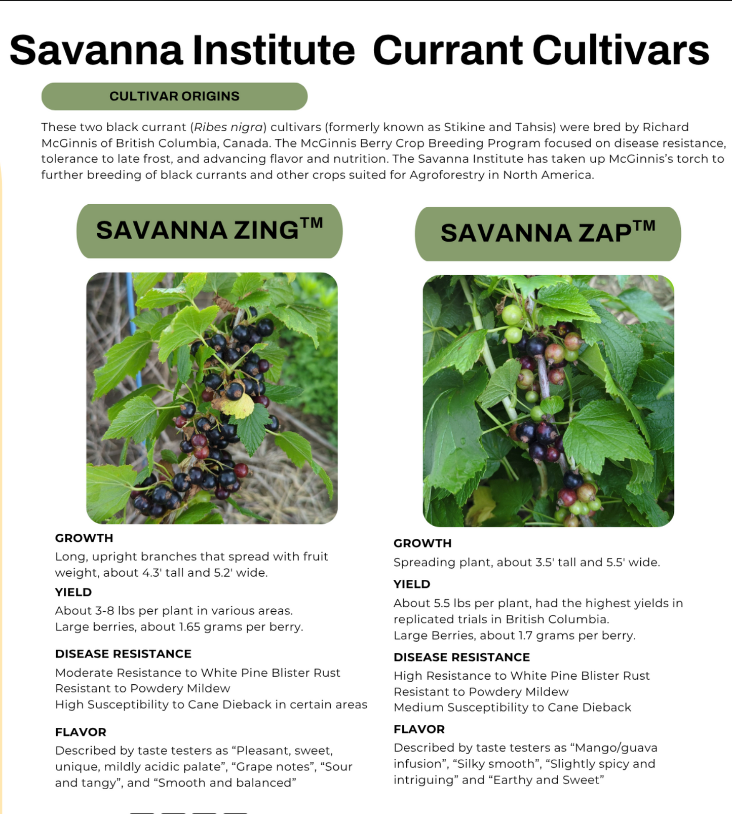 Savannah Zap TM Black Currant